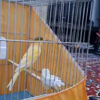 قناری نر  سوپر|پرنده|اهواز, منبع اب|دیوار