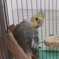 عروس هلندی|پرنده|قدس, شهرقدس|دیوار