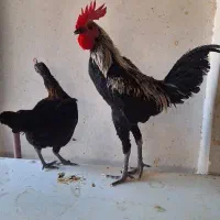 تخم‌ نطفه دارمرغ مینیاتوری|حیوانات مزرعه|پاکدشت, پاکدشت (مامازند)|دیوار