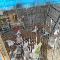 کبوتر پروازی