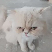 گربه پرشین|گربه|تربتحیدریه, آسایش|دیوار