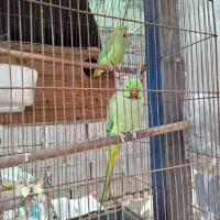 طوطی ملنگوجفت مولدضمانتی تخم وجوجه‌|پرنده|چابهار, |دیوار