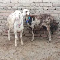 افشاری پلنگی|حیوانات مزرعه|دورود, |دیوار