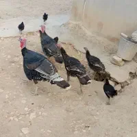 دو عدد بوقلمون نروماده