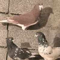 کبوتر.سرخ.کله ای .سینه ای