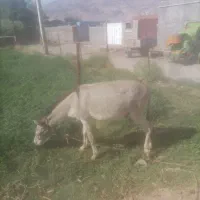 سلام یک عدد الاغ نر جوان ۴ساله
