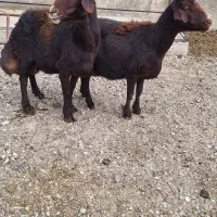 گوسفند ماده|حیوانات مزرعه|لالجین, |دیوار