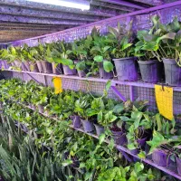 پتوس ۱۳۰ هزار / اهواز|گل و گیاه طبیعی|اهواز, پادادشهر|دیوار