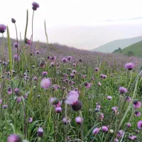 لیدر گیلانگردی|تور و چارتر|رشت, گیل|دیوار