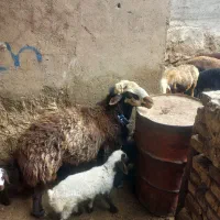 یک عدد قوچ برای فروش مطمئن