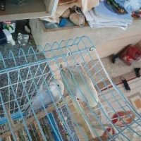 طوطی کتوله|پرنده|یاسوج, |دیوار