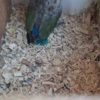 جفت طوطی برزیلی دستی مولد|پرنده|شهرکرد, |دیوار