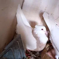 ماده طوقی عروسک اجری خال سرکه ای پا لخت بدون غلطی