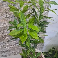 گل اکوبا بسیار سالم زیبا