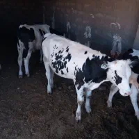 سلام ۴رس گوساله ۲۵۰کیلوی و۲رس شیروازد همه نرفروشی