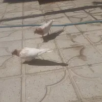 کبوتر سینه آبی و کله زرد|پرنده|شیراز, ترمینال باربری|دیوار