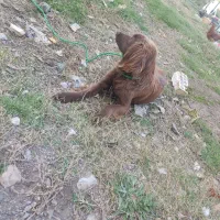 سگ شکاری ماده جوان، زیبا و پر انرژی