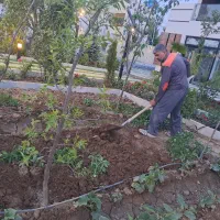 خدمات باغبانی|خدمات باغبانی و درختکاری|محمدشهر, محمدشهر|دیوار