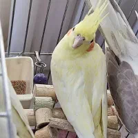 لوتینو متفاوت