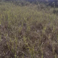 زمین درحسین آباد