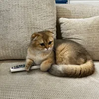 واگذاری گربه اسکاتیش دبل فلد