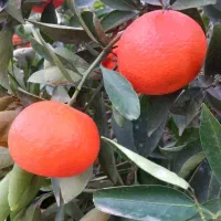 فروش حدود ۵۰۰ کیلو پیچ شیرین و آبدار سردرختی|عمدهفروشی|ساری, |دیوار