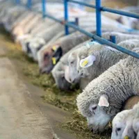 گوسفند زنده ارگانیک ب شرط نصف گوشتی|حیوانات مزرعه|مشهد, نوید|دیوار