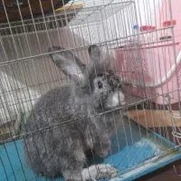 خرگوش نر طوسی