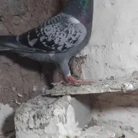 کفتر پولک نر پرشی|پرنده|پائین جام, |دیوار