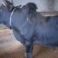 گاو نره|حیوانات مزرعه|بره‌سر, |دیوار
