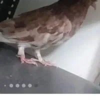 کبوتر گمشده
