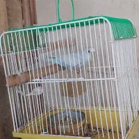 مرغ عشق با قفس