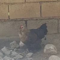مرغ برهماسالم سرحال