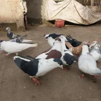 چپ ساده افغانی|پرنده|مشهد, رضاییه|دیوار