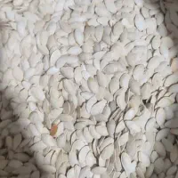 سلام فروش تخمک کدو