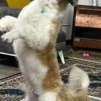 واگذاری فوری|سگ|تهران, وحیدیه|دیوار