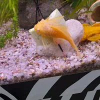 کت پوزه بوته ای آلبینو و گوپی فول رد