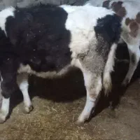 فروش یک راس گوساله ماده سیمینتال