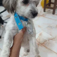 سگ پت نرماده نژادشیتزوتریر رایگان تکی هم واگذار