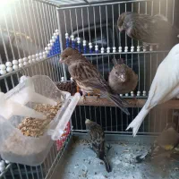 قناری ماده مست پس کوزه