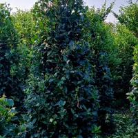 یاس هلندی لوکس و فتونیا تنه قوی|گل و گیاه طبیعی|رودسر, |دیوار