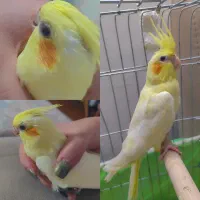 عروس هلندی ۳ماهه