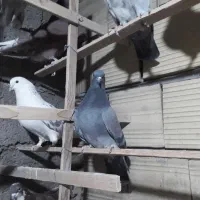 کفتر پرشی|پرنده|سیرجان, |دیوار