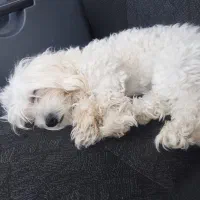 واگذاری سگ شیتزو