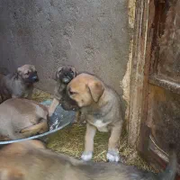 واگذاری سگ سرابی|سگ|تبریز, |دیوار