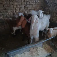 انواع گوسفندبزوکره میش|حیوانات مزرعه|اردکان, |دیوار
