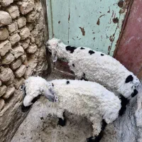 دو تا بره نر چلبک
