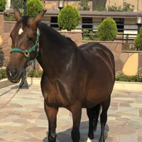 اسب مادیون وارداتی ۲۰۰۹ درجه یک KWP