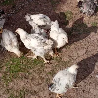 جوجه‌برهما