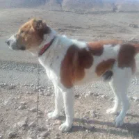 واگذاری‌سگ